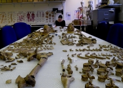 Anwen analysing a quadruple burial